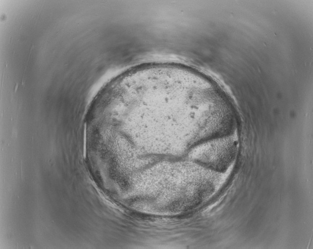 X0000088031175200706011342