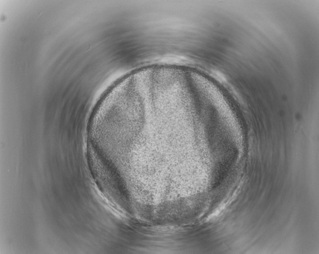 X0000088031232200706011341