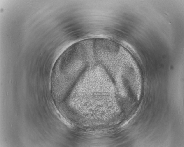 X0000088031236200706011341