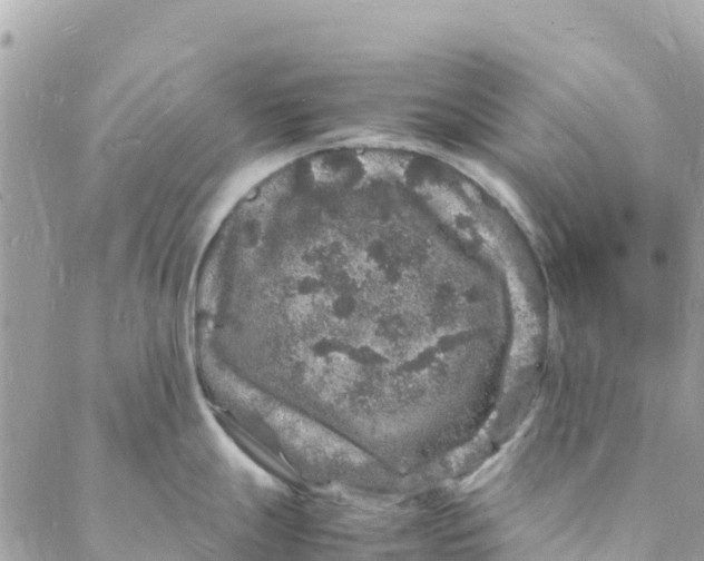 X0000088031247200706011342