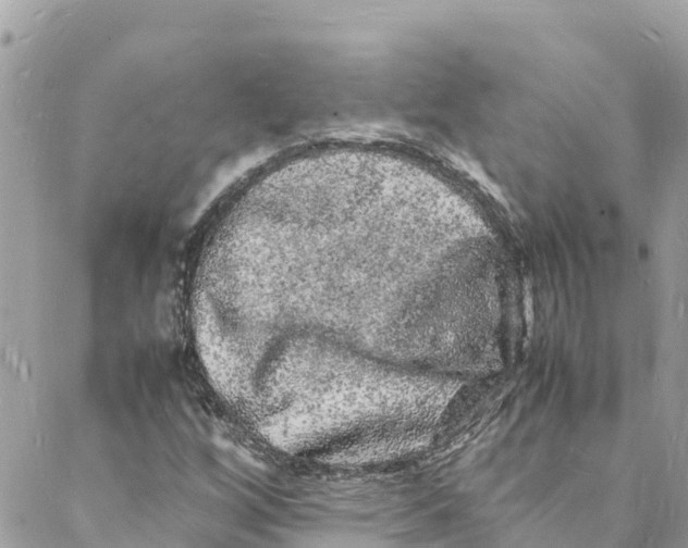 X0000088031256200706011341