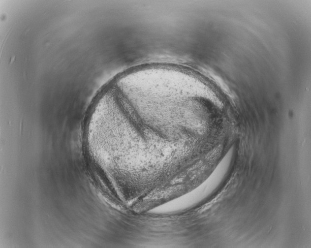 X0000088031264200706011341