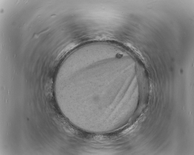 X0000088031265200706011340