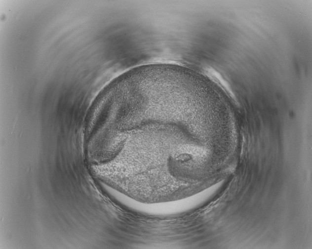 X0000088031268200706011340