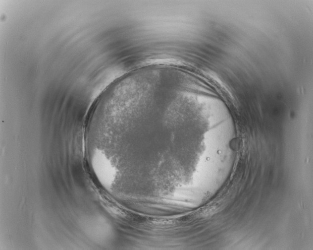 X0000088031274200706011340