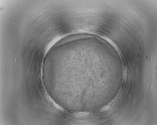 X0000088031294200706011340