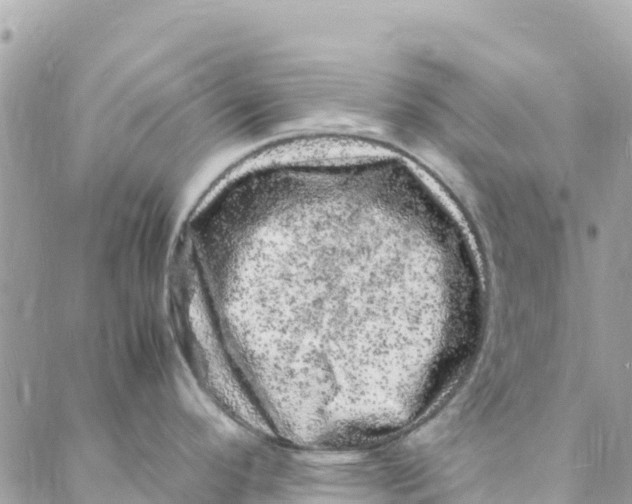 X0000088031296200706011340