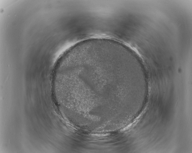 X0000088031311200706011339