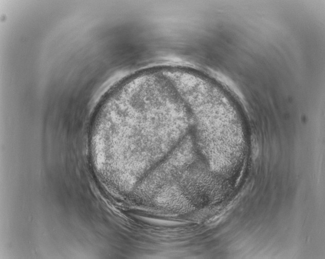 X0000088031318200706011340