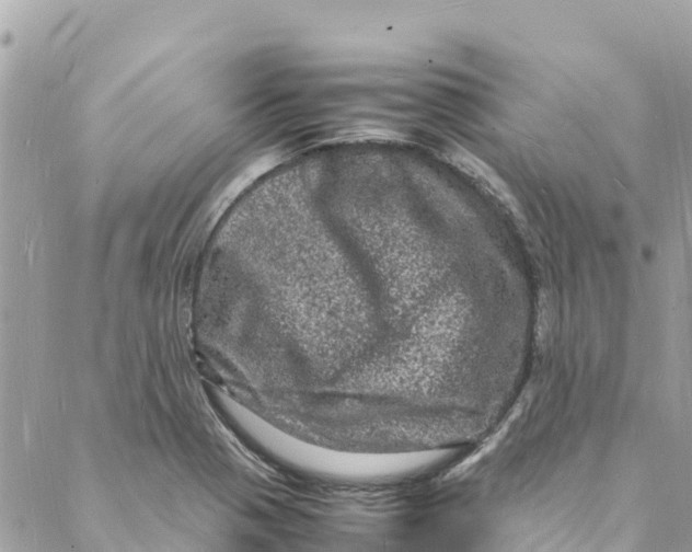 X0000088031321200706011340