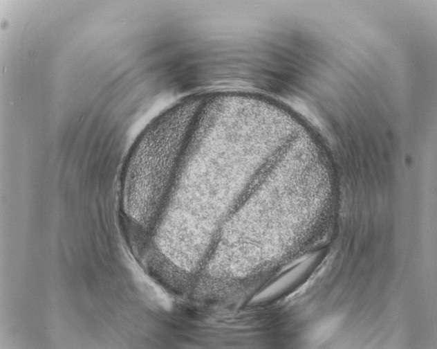 X0000088031325200706011340