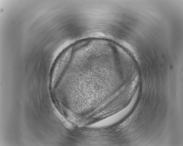 X0000088031326200706011340