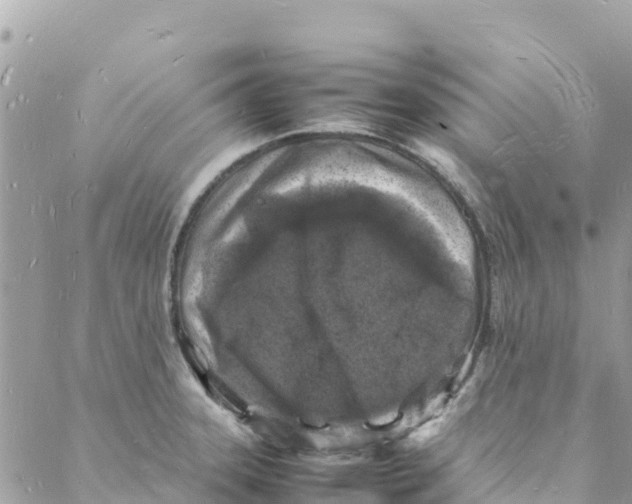 X0000088031331200706011340