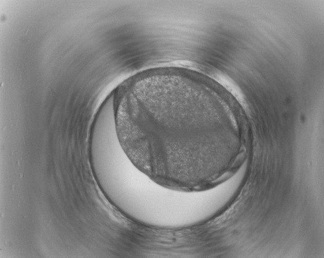 X0000088031332200706011340