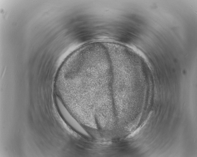 X0000088031333200706011340