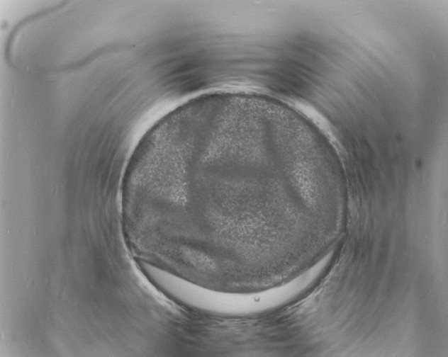 X0000088031335200706011340