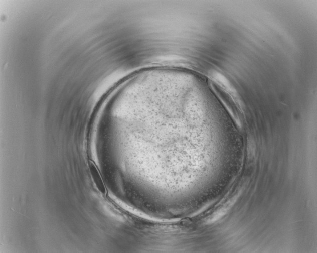 X0000088031336200706011340