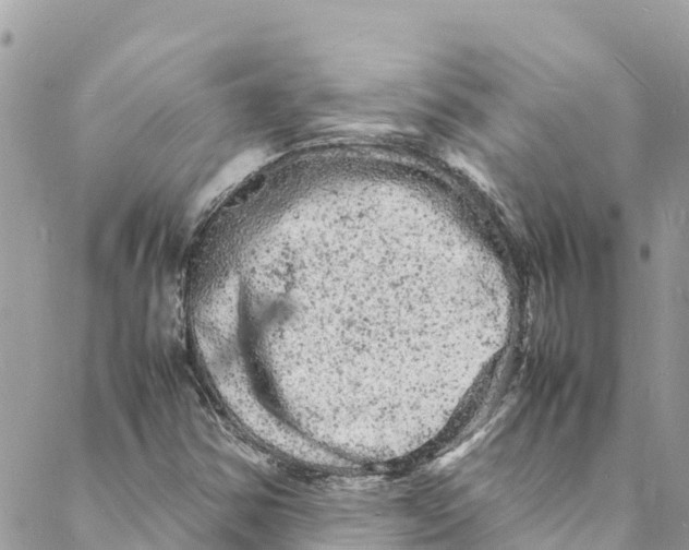 X0000088031354200706011339