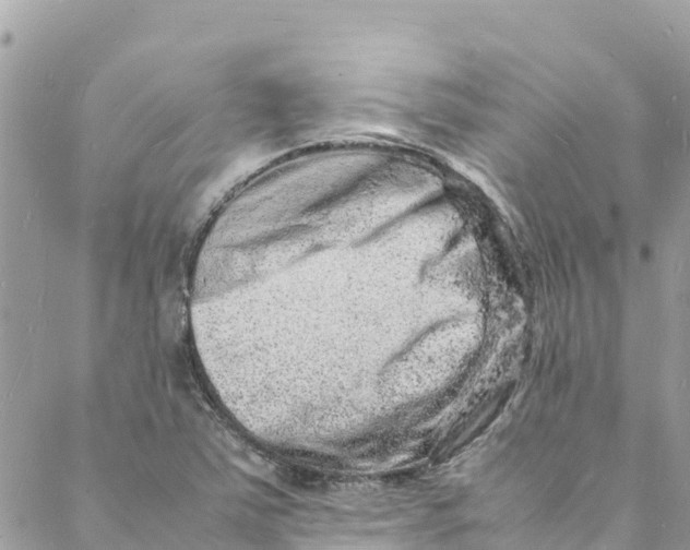 X0000088031363200706011339