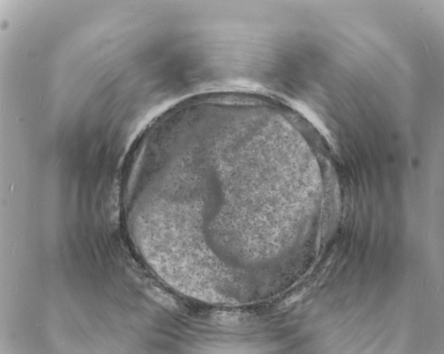 X0000088031364200706011339