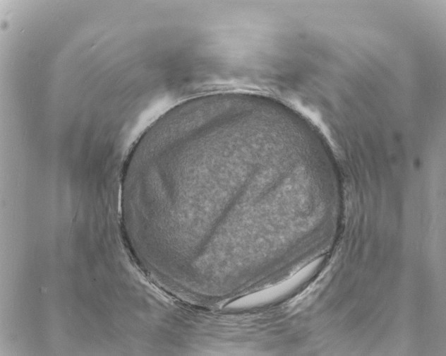 X0000088031365200706011339