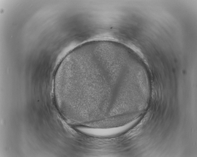 X0000088031366200706011339