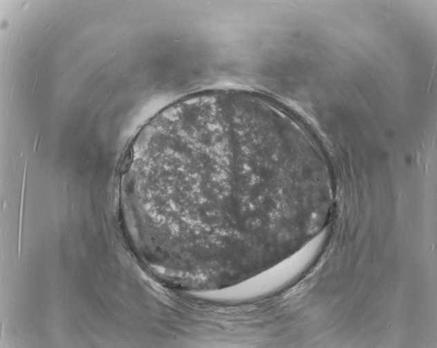 X0000088031367200706011339