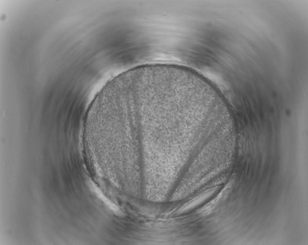 X0000088031374200706011339