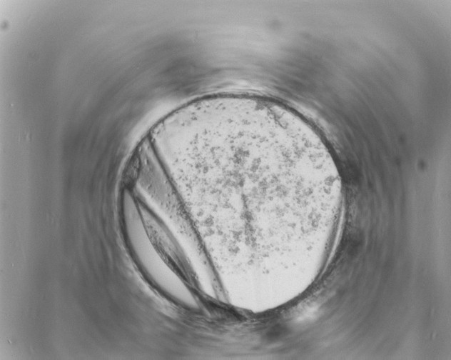 X0000088031375200706011339