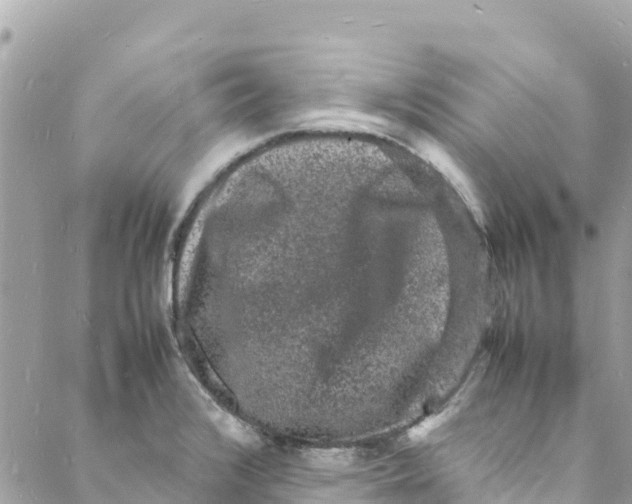 X0000088031376200706011339