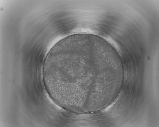 X0000088031382200706011339