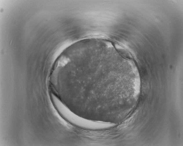 X0000088031383200706011339