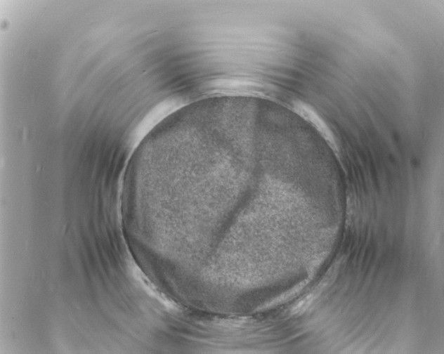 X0000088031386200706011339