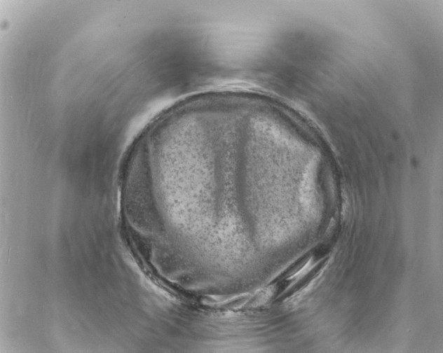 X0000088031414200706011338