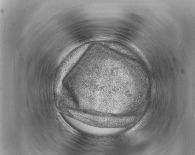 X0000088031417200706011338