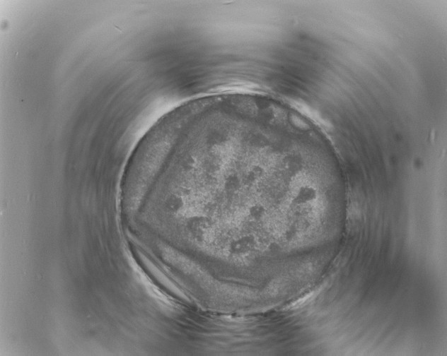 X0000088031423200706011338