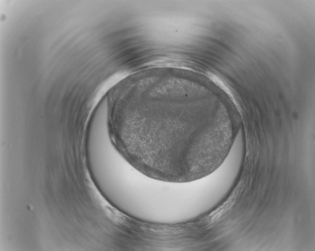 X0000088031434200706011338