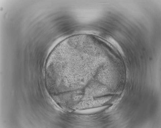 X0000088031436200706011338