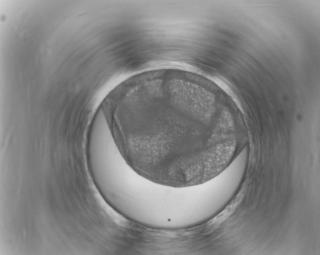 X0000088031438200706011338