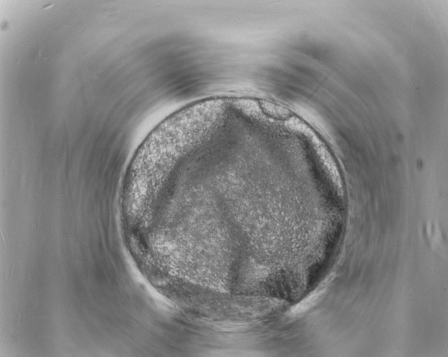 X0000088031440200706011338