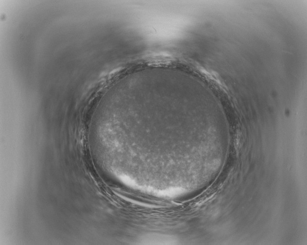 X0000088031445200706011338