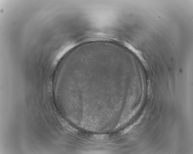 X0000088031453200706011337