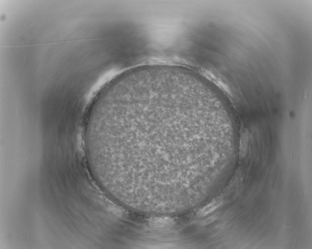 X0000088031454200706011337