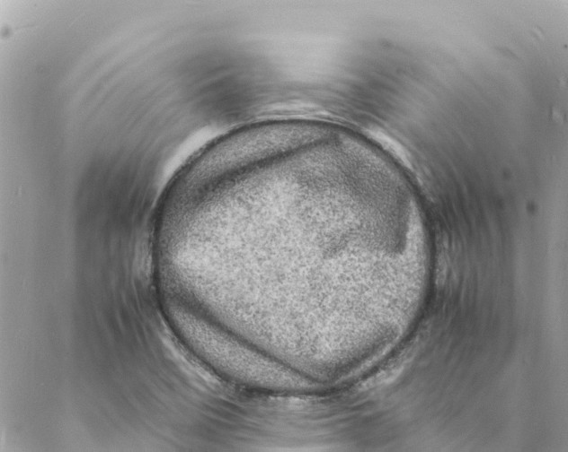 X0000088031458200706011337