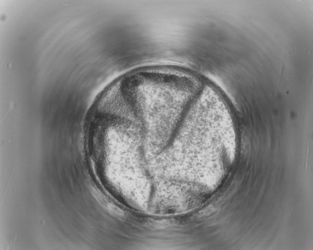 X0000088031460200706011337