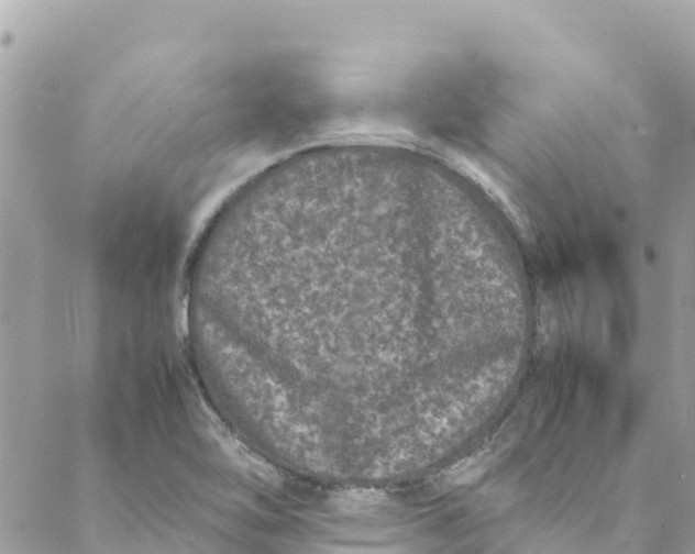 X0000088031462200706011337