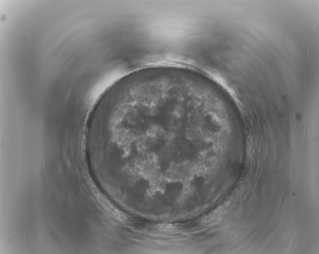 X0000088031463200706011337