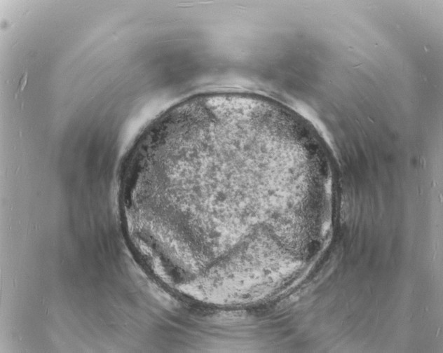 X0000088031464200706011337