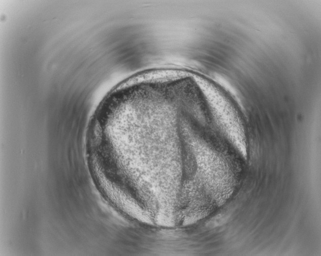 X0000088031480200706011337