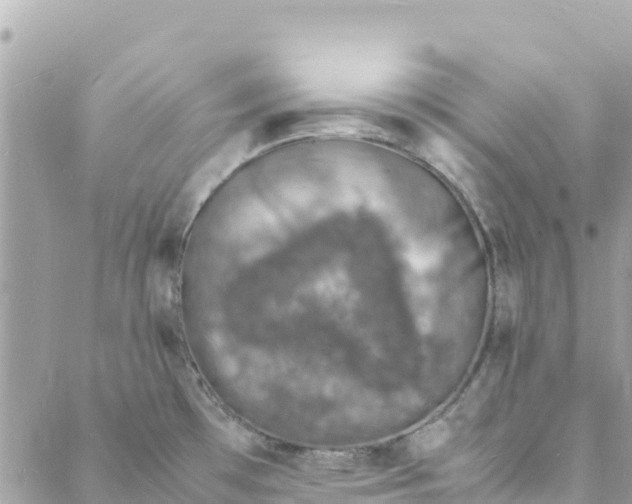 X0000088031481200706011337